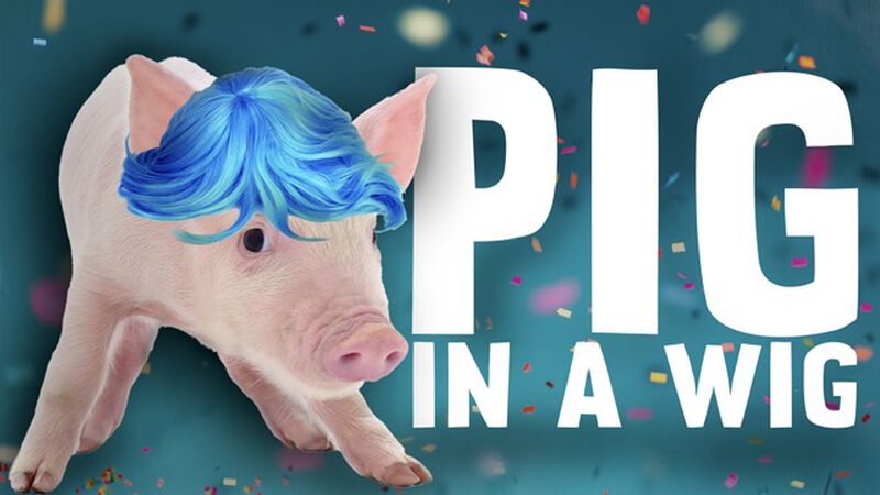 Pig in a Wig